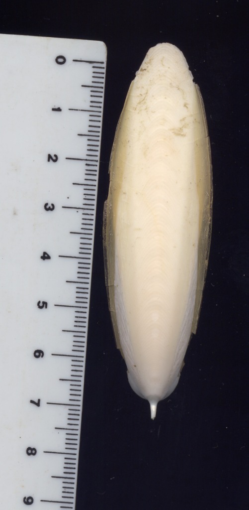 Sepiidae